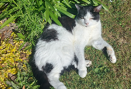 black and white cat lying in the garden